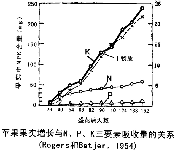 果树营养最大效率期