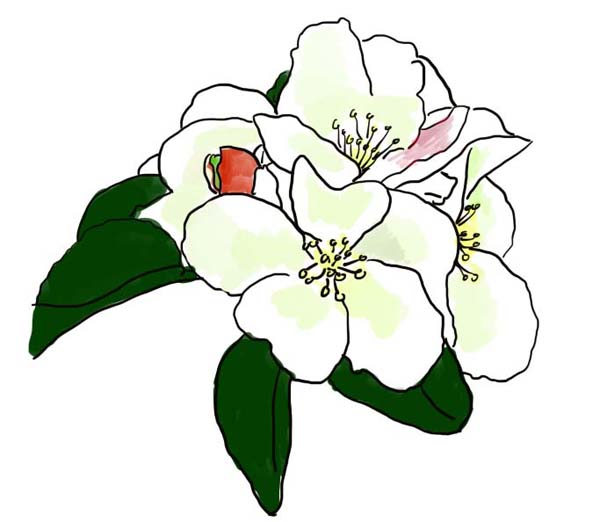 今年满树花的果园应一促到底