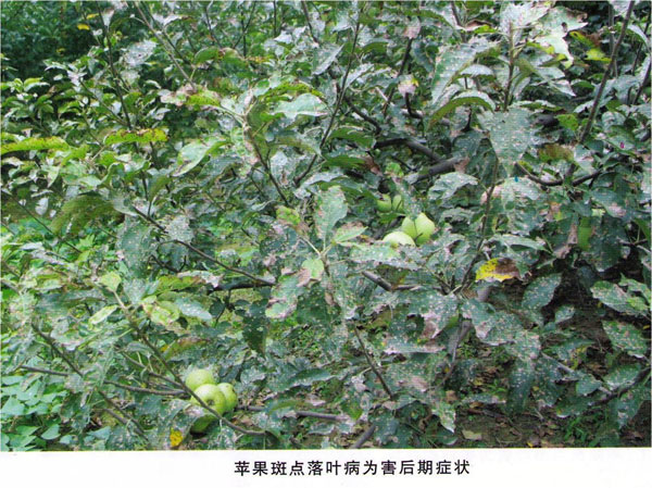 褐斑病已开始祸害叶片 褐斑病已开始祸害叶片